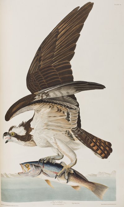 Illustration aus 