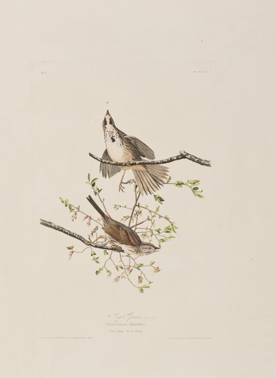 Illustration aus 