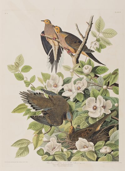 Illustration aus 