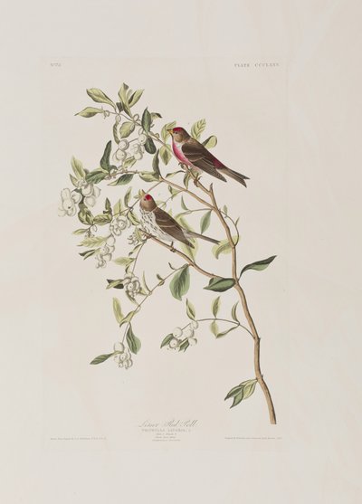 Illustration aus 