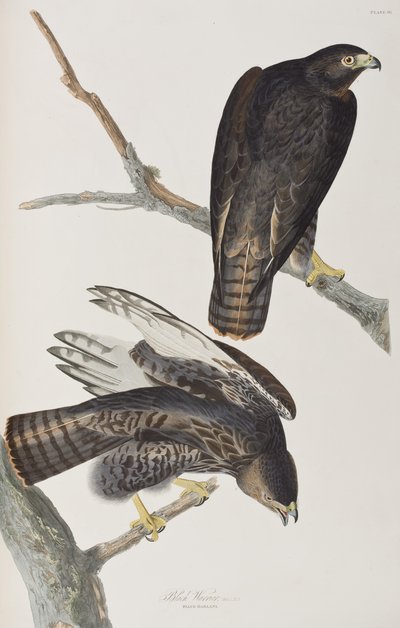 Illustration aus 