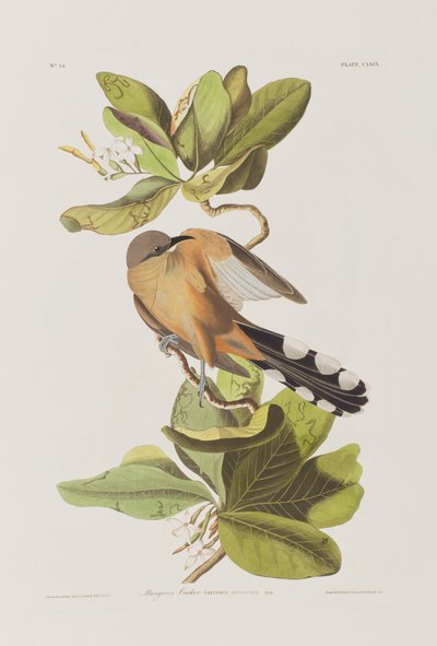 Illustration aus 