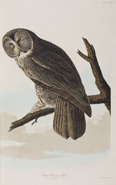 Illustration aus 