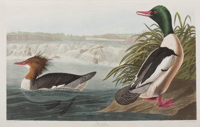 Illustration aus 