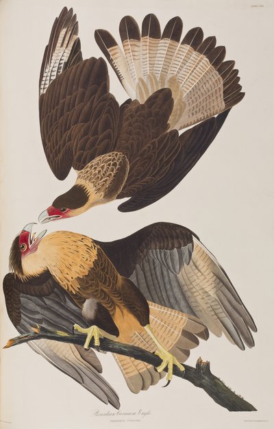 Illustration aus 