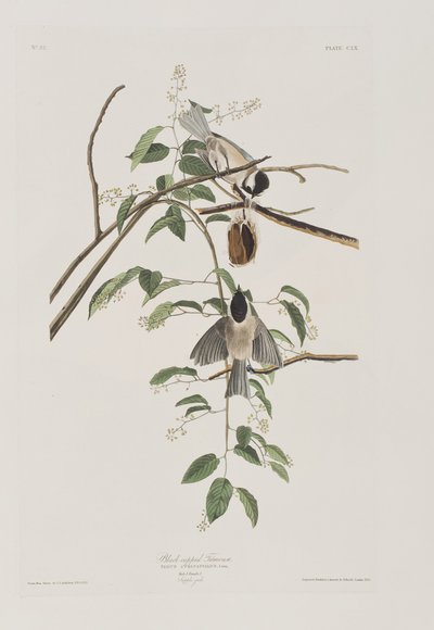 Illustration aus 