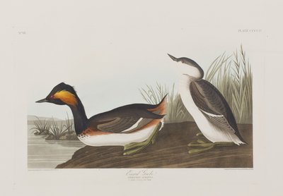 Illustration aus 