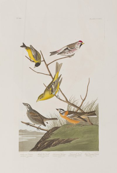 Illustration aus 