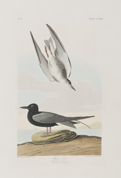 Illustration aus 