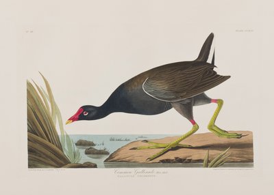 Illustration aus 