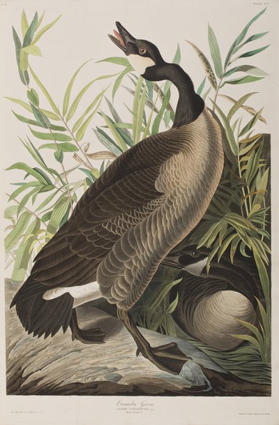 Illustration aus 