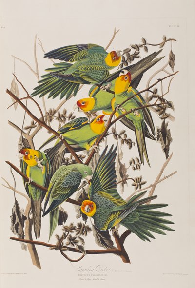 Illustration aus 