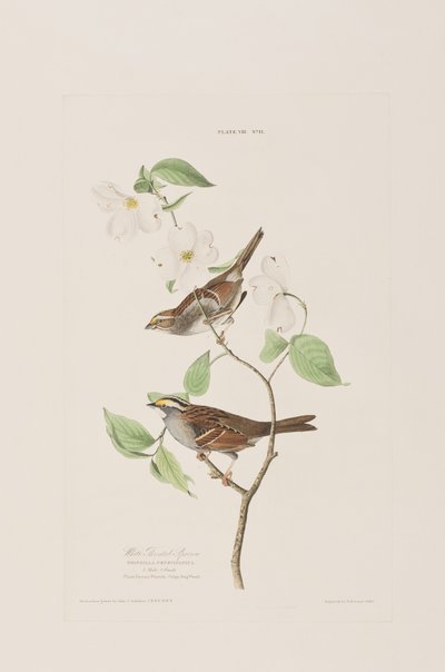 Illustration aus 