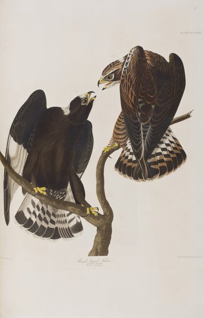 Illustration aus 