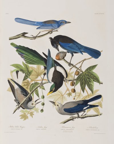 Illustration aus 