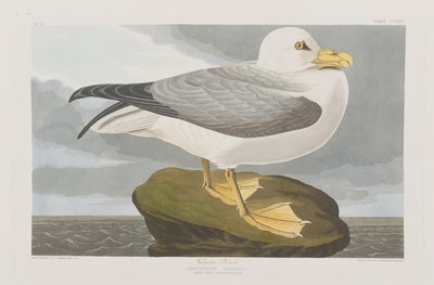 Illustration aus 