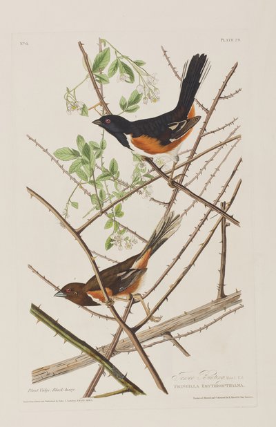 Illustration aus 