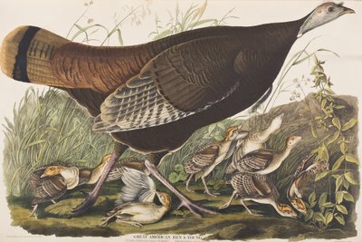Illustration aus 