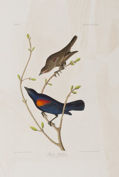 Illustration aus 