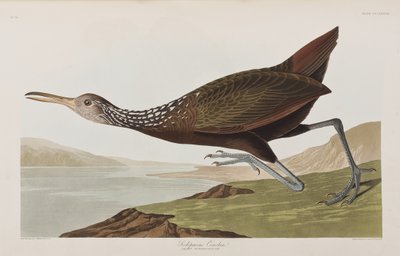 Illustration aus 