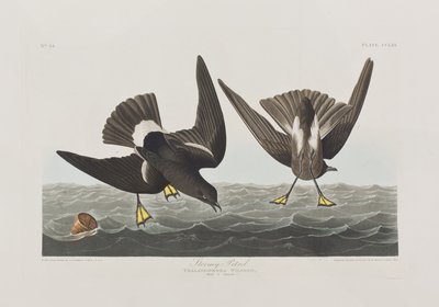 Illustration aus 