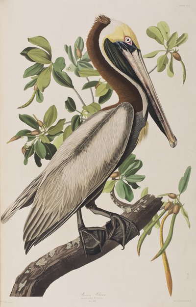 Illustration aus 