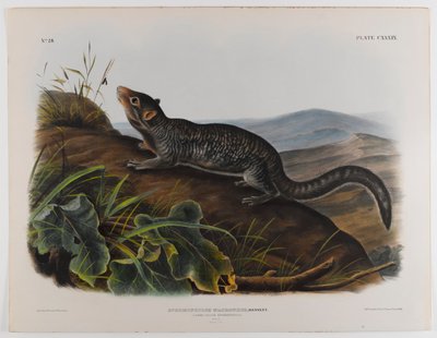 Großschwanz-Spermophil von John James Audubon