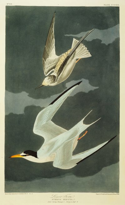 Zwergseeschwalbe von John James Audubon