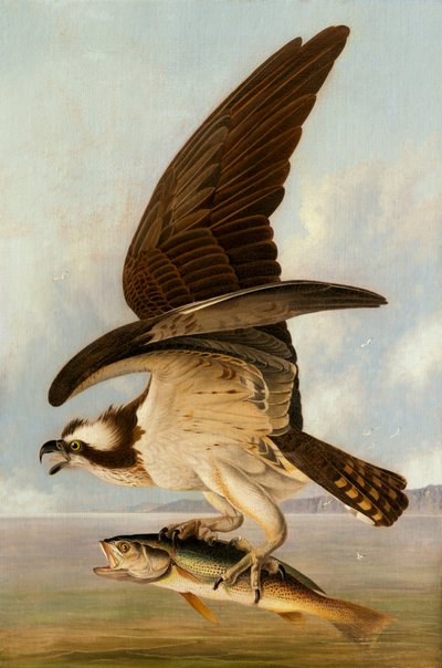 Fischadler und Schwachfisch von John James Audubon