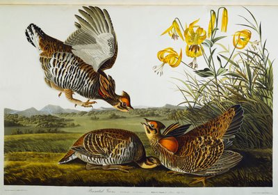 Präriehuhn von John James Audubon