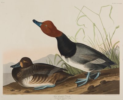 Rotkopfente, 1836 von John James Audubon