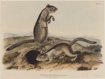Spermophilus Douglassii (Zwei Douglas-Hörnchen) von John James Audubon