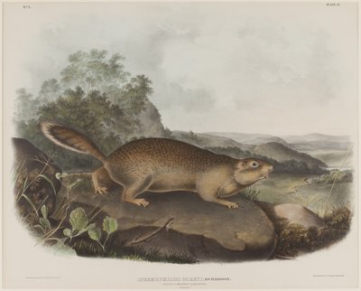 Spermophilus Parry (Parrys Murmeltier-Eichhörnchen) von John James Audubon
