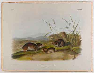 Gelbwangen-Wühlmaus von John James Audubon