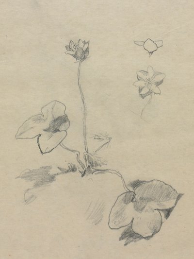 Anemone von John La Farge