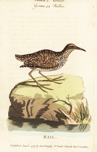 Bandralle, Gallirallus philippensis von John Latham