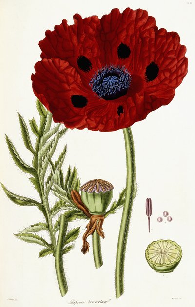 Papaver Bracteatum, 1821-1826 von John Lindley