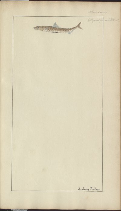 Lindsay Zeichnungen Vol. VII, 23 von John Lindsay
