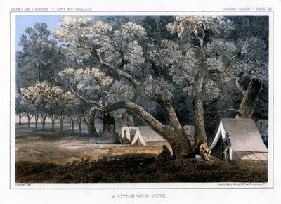 Ein Baumwollwald von John Mix Stanley