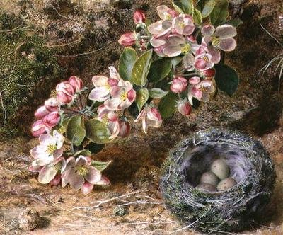 Blüte und Vogelnest von John Sherrin