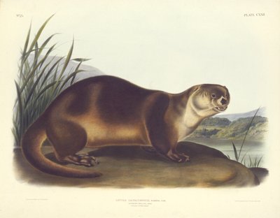 Kanadischer Otter - Männlich von John T. Bowen