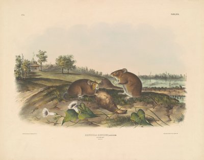 Baumwollratte von John T. Bowen, after John James Audubon