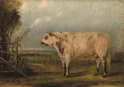 Ein junger Stier von John Woodhouse Audubon