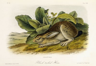 Schwarzschwanzhase, ca. 1849-1854 von John Woodhouse Audubon