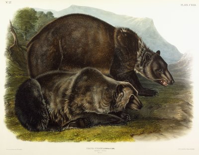 Männlicher Grizzlybär, 1848 von John Woodhouse Audubon