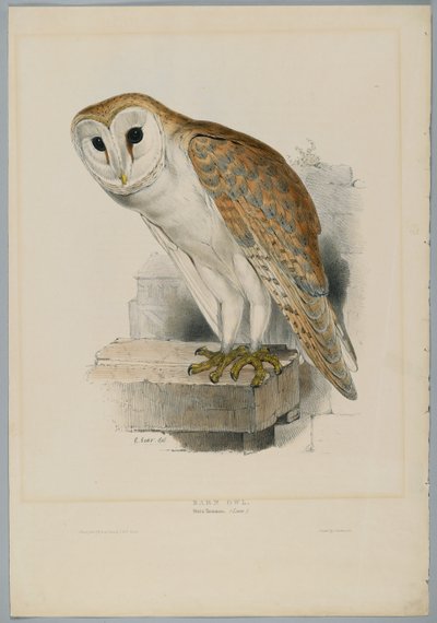 Schleiereule von John after Gould
