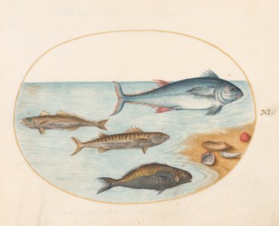 Tafel 11: Vier Fische und Muscheln von Joris Hoefnagel