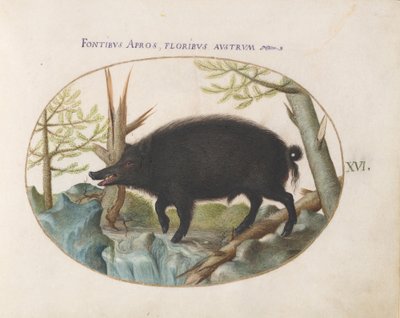 Tafel 16: Wildschwein von Joris Hoefnagel