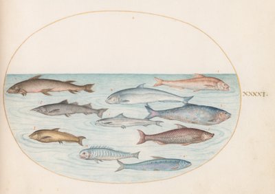 Teller 41: Weißfisch(?) und andere Fische von Joris Hoefnagel