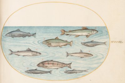 Tafel 42: Neun Fische von Joris Hoefnagel